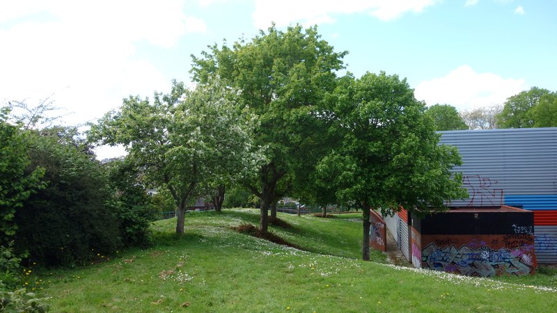 Clifton Hill sport centre development site trees