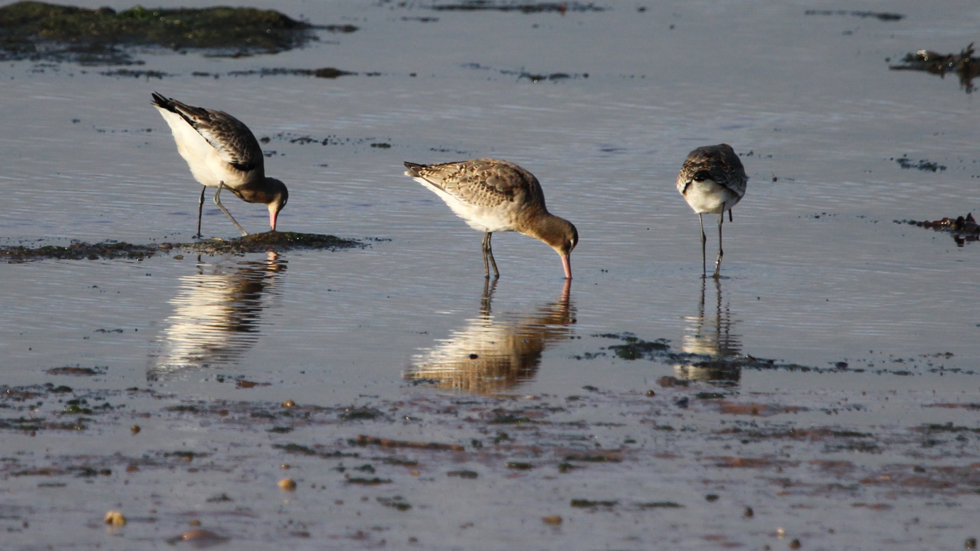 Black-tailed godwits in Exe Estuary