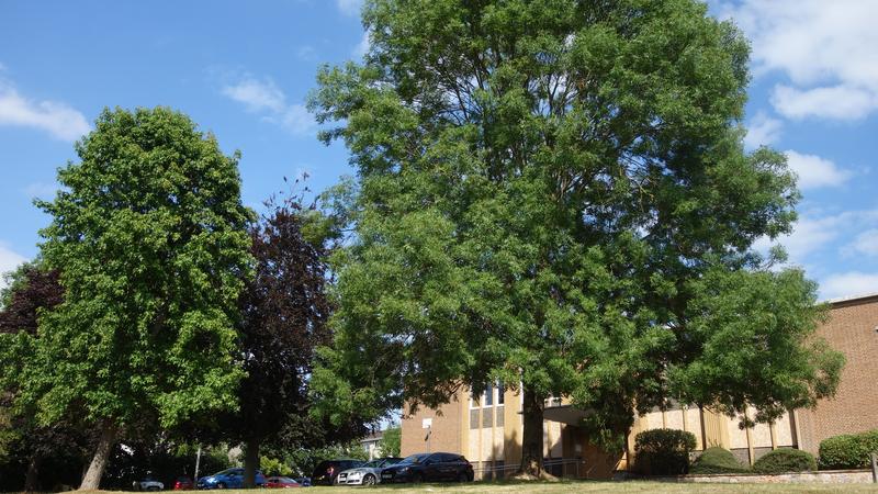 Trees beside the former magistrates' court