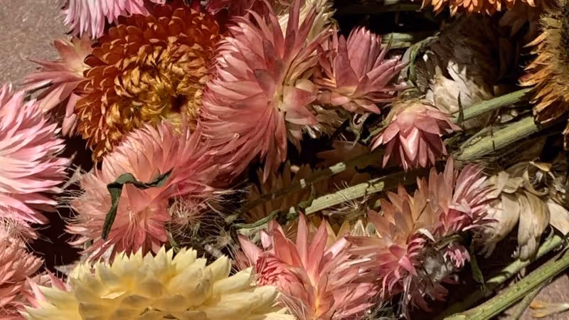 Dried flower heads