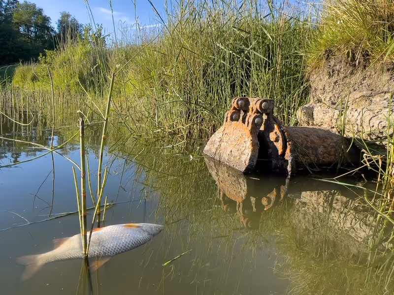 Dead fish floating in river beside sewage pipe